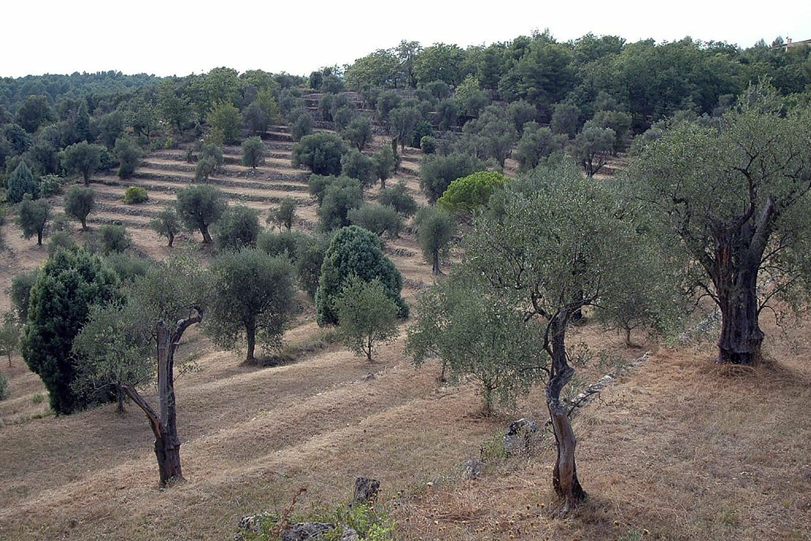 Serene olive grove landscape with ancient gnarled olive trees and Provençal countryside in the French Riviera hinterland
