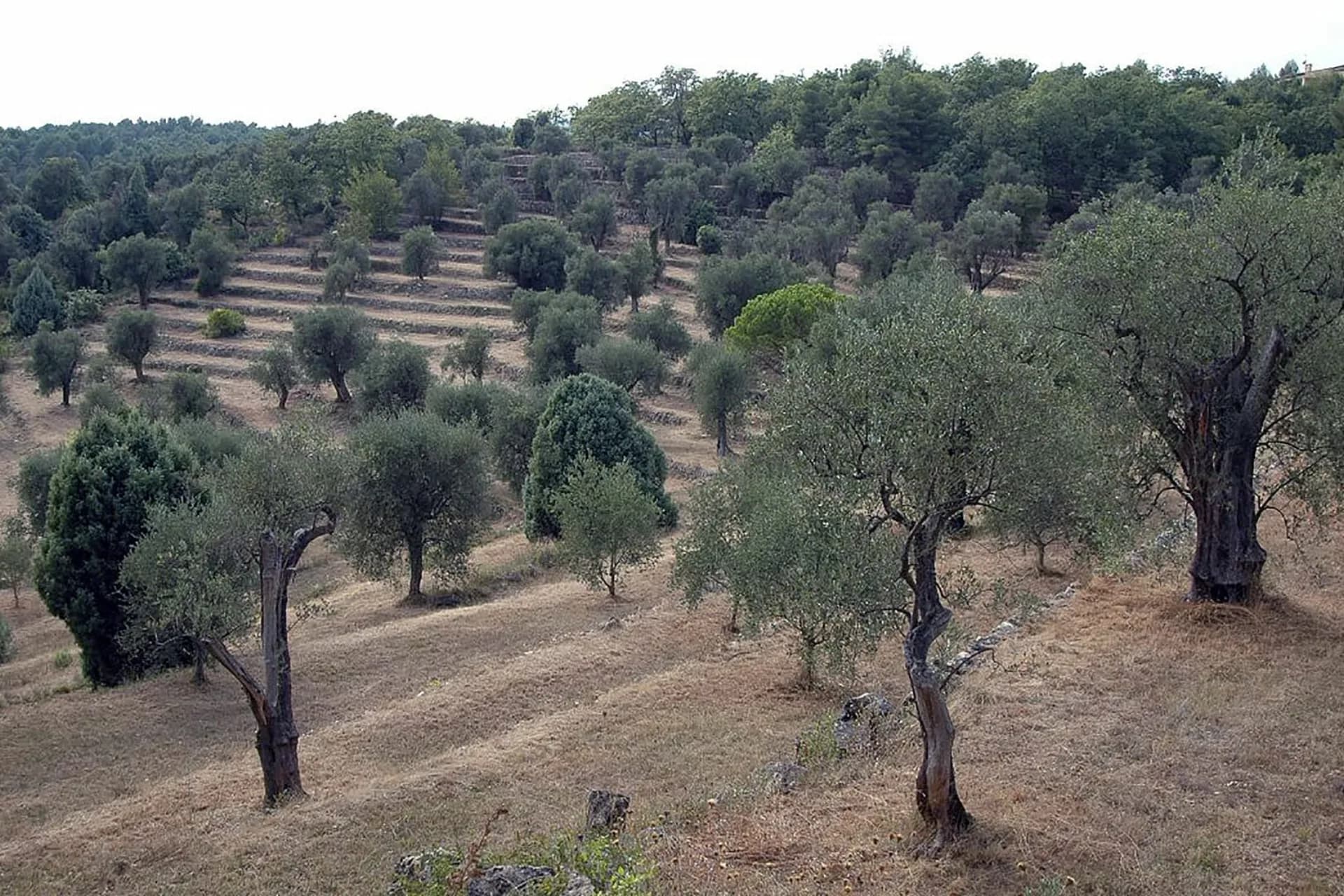 Olive-grove countryside around Opio in the Cannes hinterland