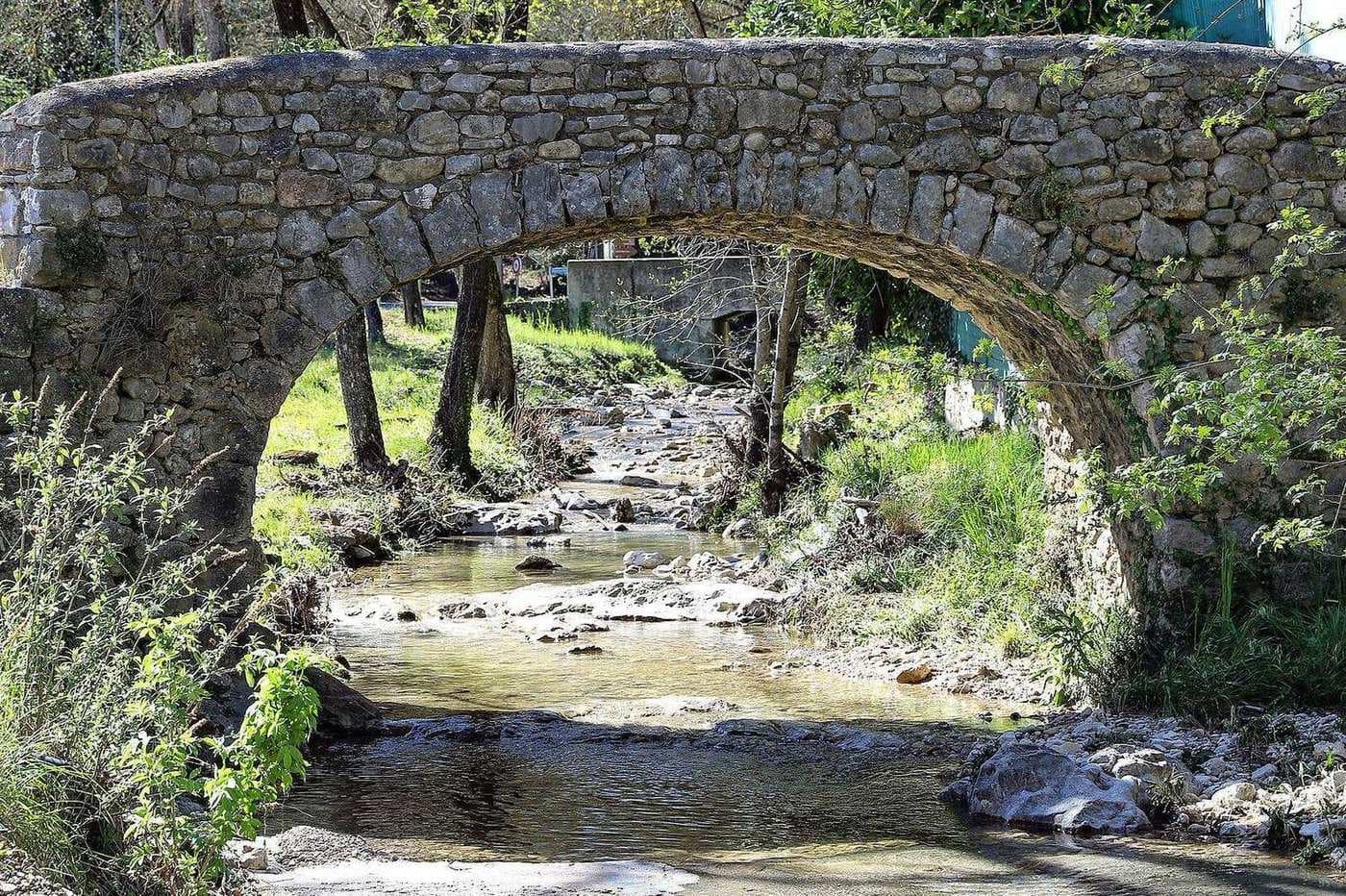 Ancient maritime pine forest covering vast landscape with dappled sunlight filtering through canopy in Roquefort-les-Pins, French Riviera hinterland