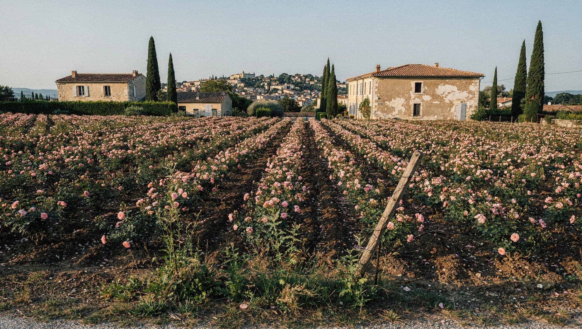 Vue panoramique de Grasse au printemps avec des roses et des fleurs en fleur, rue du patrimoine parfumier UNESCO