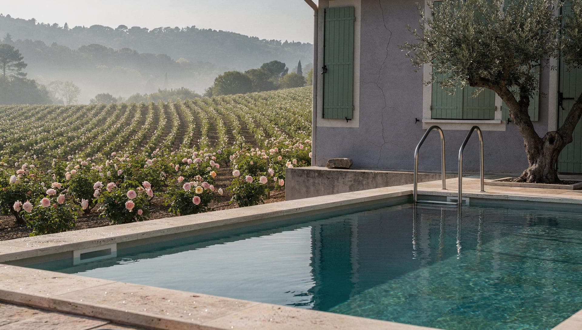 Terraced rose de mai fields on the green hillsides above Grasse in the French Riviera hinterland at early morning