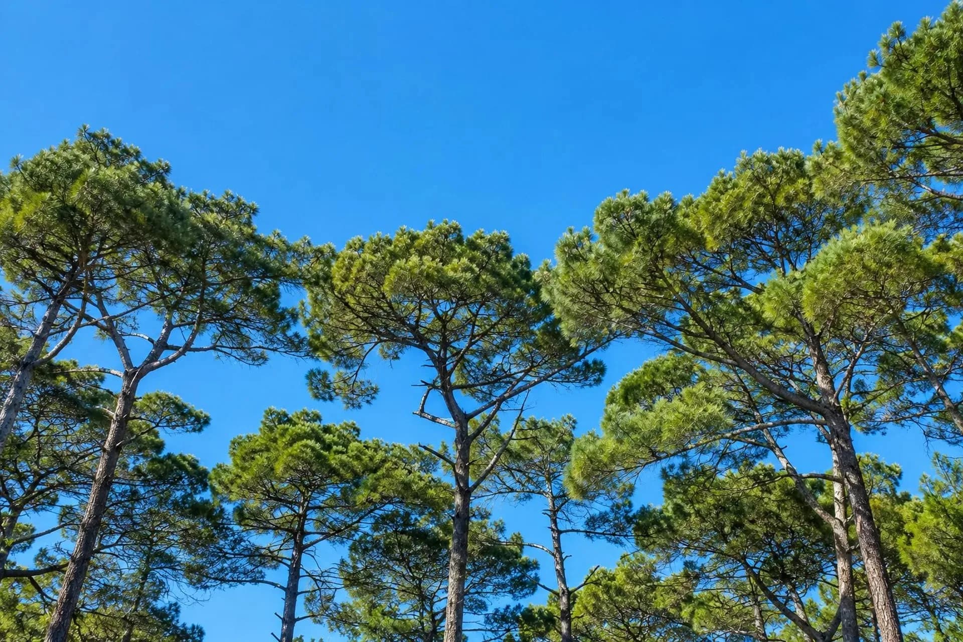 Aleppo pine canopy against blue sky in Roquefort-les-Pins, Alpes-Maritimes
