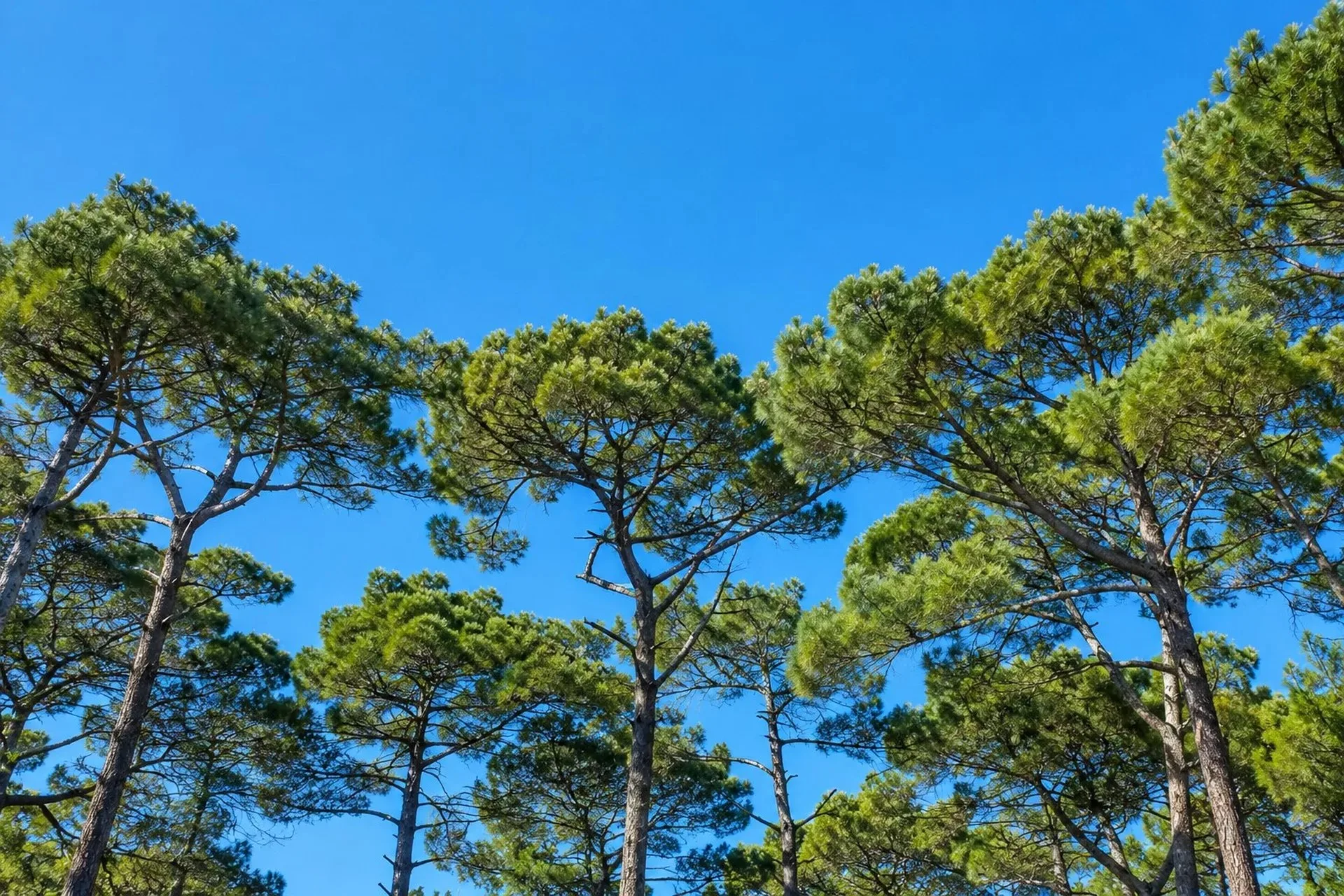 Aleppo pine canopy against blue sky in Roquefort-les-Pins, Alpes-Maritimes