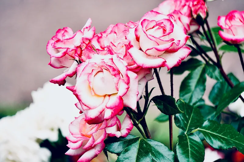 Pink and white roses in bloom — Grasse, the perfume capital of France, is renowned for its centifolia rose fields that supply the world's finest fragrance houses